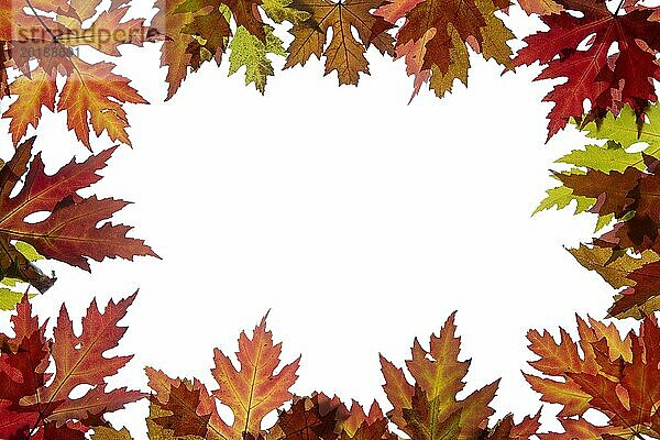 Ahornblätter mit Herbstfärbung und Textfreiraum