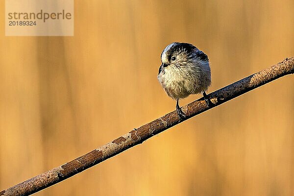 Ein kleiner Vogel auf einem Ast mit einem warmen braunen Bokeh Hintergrund  Aegithalos caudatus  Schwanzmeise  Wagbachniederung