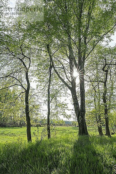 Moorbirke (Betula pubescens)  Gegenlicht  Sonnenstern  Niedersachsen  Deutschland  Europa