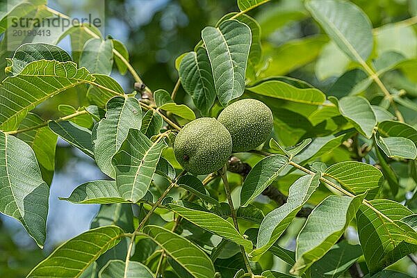 Walnuss (Juglans regia 'Ockerwitzer Lange')  Gärtnerei Kühne Omsewitz  Deutschland  Europa