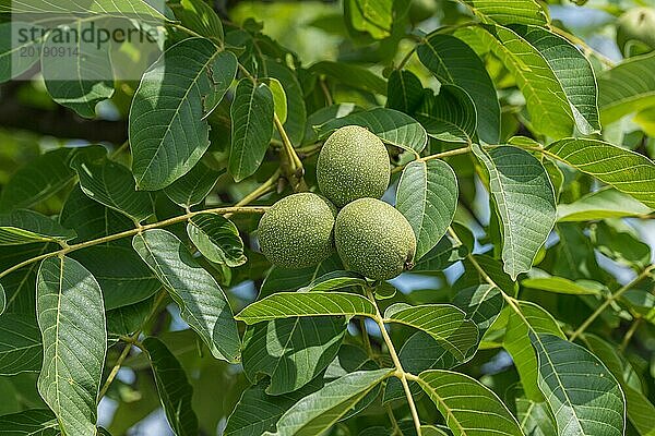 Walnuss (Juglans regia 'Ockerwitzer Lange')  Gärtnerei Kühne Omsewitz  Deutschland  Europa