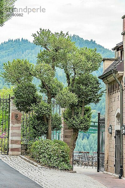 Europäischer Buchsbaum (Buxus sempervirens var. arborescens)  Baumwipfelpfad  Deutschland  Europa