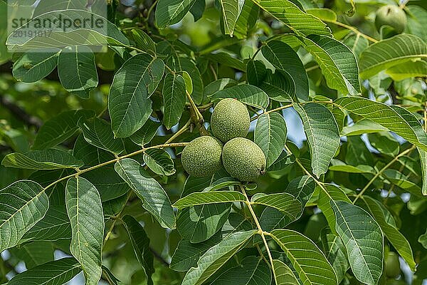 Walnuss (Juglans regia 'Ockerwitzer Lange')  Gärtnerei Kühne Omsewitz  Deutschland  Europa