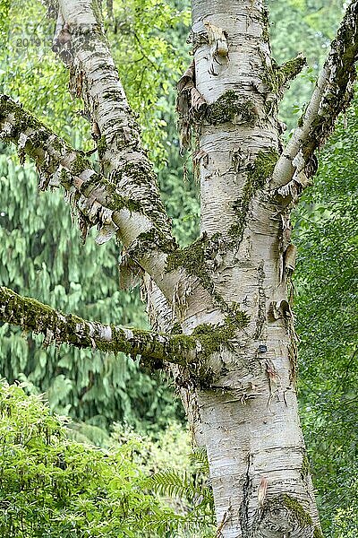 Gold-Birke (Betula ermanii)  Botanischer Garten  München  Bayern  Deutschland  Europa