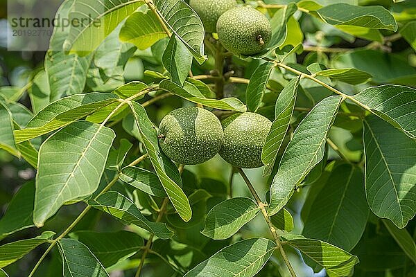 Walnuss (Juglans regia 'Ockerwitzer Lange')  Gärtnerei Kühne Omsewitz  Deutschland  Europa