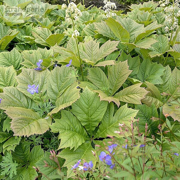 Gestieltblättriges Schaublatt (Rodgersia podophylla)  Lanhydrock House & Garden  Bodmin  England  Großbritannien  Europa