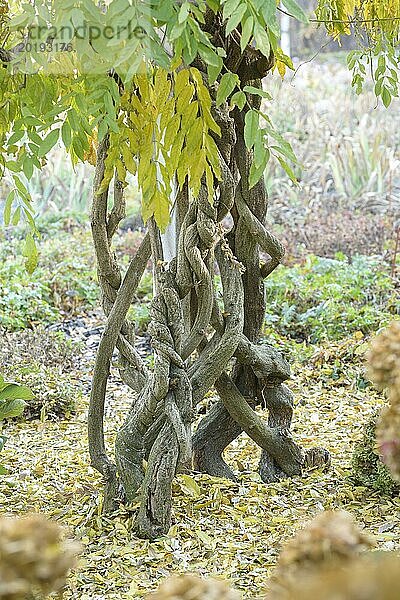 Japanischer Blauregen (Wisteria floribunda 'Multijuga')  Dendrologischer Garten Pruhonice  Pruhonice  Prag  Tschechien  Europa