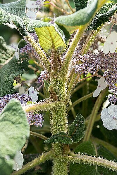 Hydrangea aspera subsp sargentiana XX-O-DR 005385  Kühne Jungpflanzen Omsewitz  Deutschland  Europa