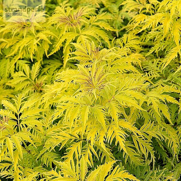 Gelblaubiger Holunder (Sambucus racemosa 'Sutherland Gold')  Olbrich Botanical Gardens  Vereinigte Staaten von Amerika  Nordamerika