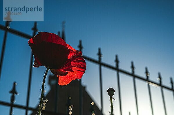 Silhouette einer einzelnen Mohnblume hinter einem Eisengitter mit klarem blauem Himmel im Hintergrund  Mohn  Papaver  Den Hoorn  Texel  Noord-Holland  Niederland