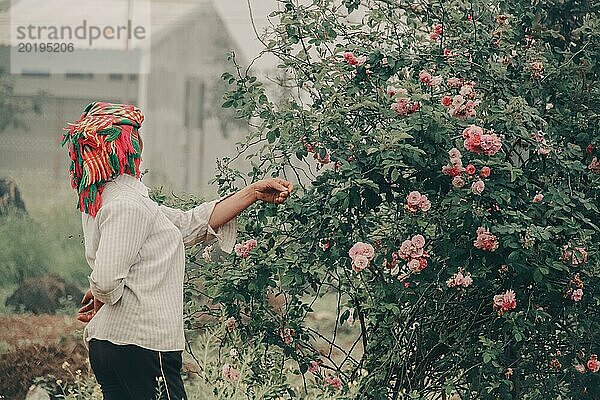 Person in traditioneller Hmong Kleidung  die sich in einem üppigen Garten um rosa Rosen kümmert