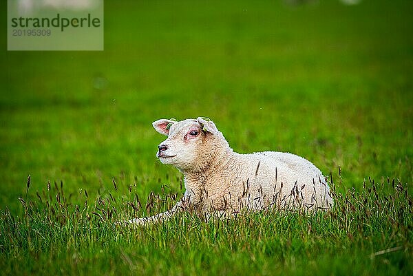 Ein ruhendes Schaf blickt wachsam in die Kamera  Schaf  Ovis gmelini aries  Texel  Noord-Holland  Niederland