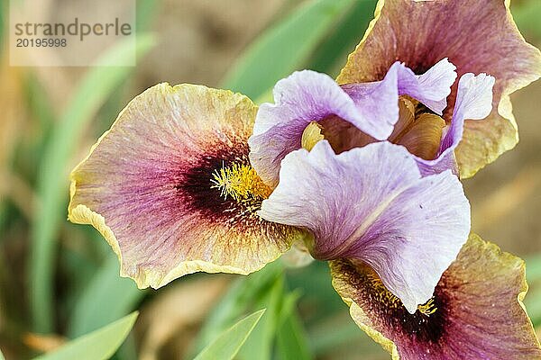 Schöne bunte Iris Blume blühen im Garten. Close up  Zerbrechlichkeit und Sommer Konzept
