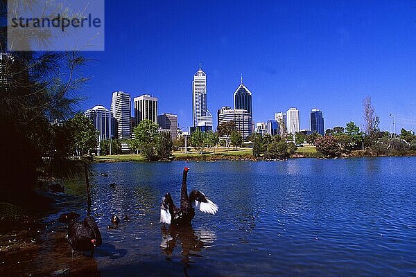 Australien: Die Skyline von Perth mit einem schwarzen Schwan  alt  vintage  retro