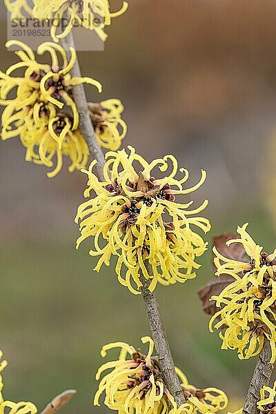 Hybrid-Zaubernuss (Hamamelis × intermedia 'Primavera')  Cambridge Botanical Garden  Deutschland  Europa