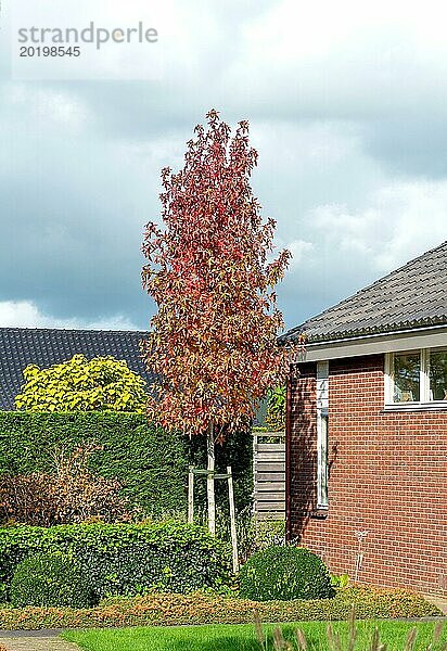 Amerikanischer Amberbaum (Liquidambar styraciflua 'Slender Silhouette')  Cambridge Botanical Garden  Niederlande  Europa