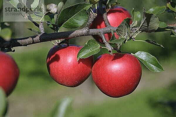 Apfel (Malus domestica 'Jester')  Julius Kühn Institut  Sachsen  Deutschland  Europa