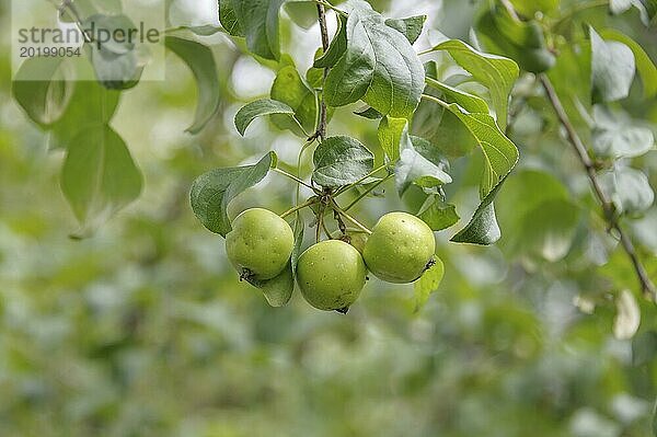 Wildapfel (Malus sylvestris)  Herkunft: Loccum  Julius Kühn Institut  Pillnitz  Sachsen  Deutschland  Europa