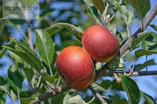 Apfel (Malus domestica 'Ingrid Marie')  Julius Kühn Institut  Sachsen  Deutschland  Europa