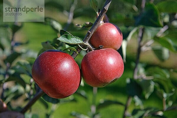 Malus domestica 'Himbeerapfel von Holowaus'  Julius Kühn Institut  Sachsen  Deutschland  Europa