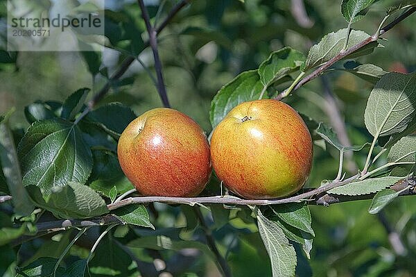 Apfel (Malus domestica 'Rheinischer Krummstiel')  Julius Kühn Institut  Sachsen  Deutschland  Europa