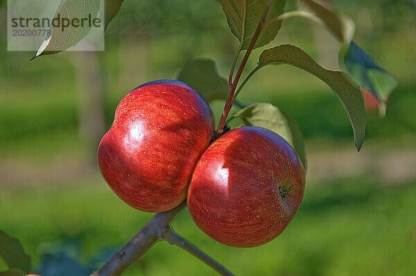 Malus domestica 'Schöner von Herrnhut'  Julius Kühn Institut  Sachsen  Deutschland  Europa