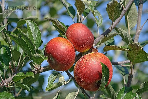 Apfel (Malus domestica 'Ingrid Marie')  Julius Kühn Institut  Sachsen  Deutschland  Europa