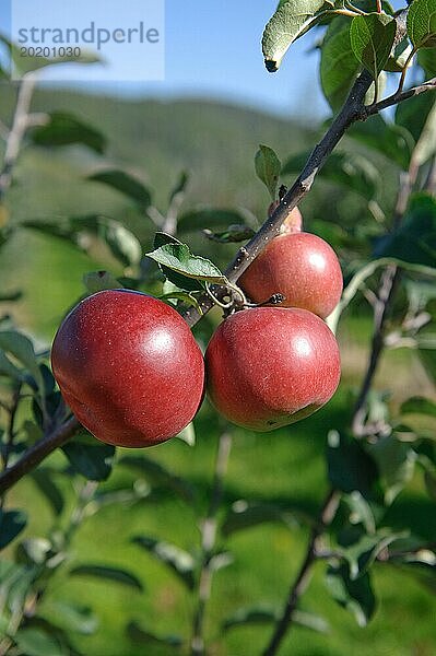 Malus domestica 'Himbeerapfel von Holowaus'  Julius Kühn Institut  Sachsen  Deutschland  Europa