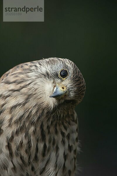 Turmfalke (Falco tinnunculus) erwachsener Vogel Kopf Portrait  England  Großbritannien  Europa