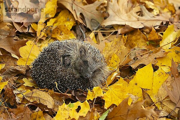 Braunbrustigel (Erinaceus europaeus)  erwachsenes Tier  zusammengerollt auf gefallenen Herbstblättern ruhend  England  Großbritannien  Europa