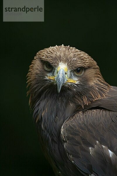 Steinadler (Aquila chrysaetos) erwachsener Vogel Kopf Portrait  England  Großbritannien  Europa