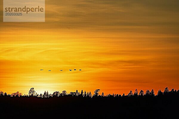 Schwarm von Kranichen in Silhouette fliegen über Wald bei Sonnenuntergang