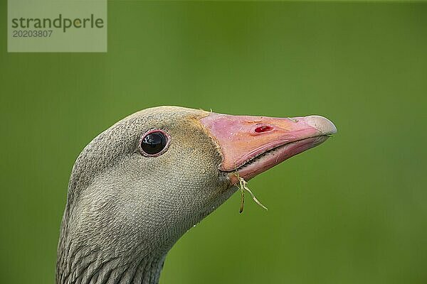 Graugans (Anser anser) erwachsener Vogel Kopf Portrait  England  Großbritannien  Europa