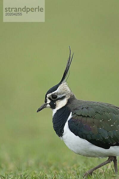 Kiebitz (Vanellus vanellus) erwachsener Vogel Kopf Portrait  England  Großbritannien  Europa