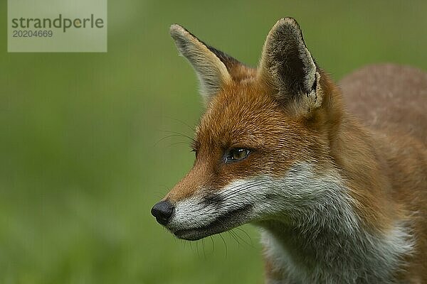 Rotfuchs (Vulpes vulpes) erwachsenes Tier Kopf Portrait  England  Großbritannien  Europa