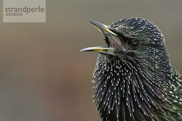 Gemeiner Star (Sturnus vulgaris)  erwachsener Vogel  singend  England  Großbritannien  Europa