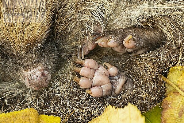 Braunbrustigel (Erinaceus europaeus)  erwachsenes Tier  zusammengerollt auf gefallenen Herbstblättern ruhend  England  Großbritannien  Europa