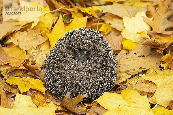 Braunbrustigel (Erinaceus europaeus)  erwachsenes Tier  zusammengerollt auf gefallenen Herbstblättern schlafend  England  Großbritannien  Europa