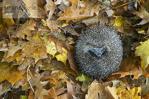 Braunbrustigel (Erinaceus europaeus)  erwachsenes Tier  zusammengerollt auf gefallenen Herbstblättern ruhend  England  Großbritannien  Europa