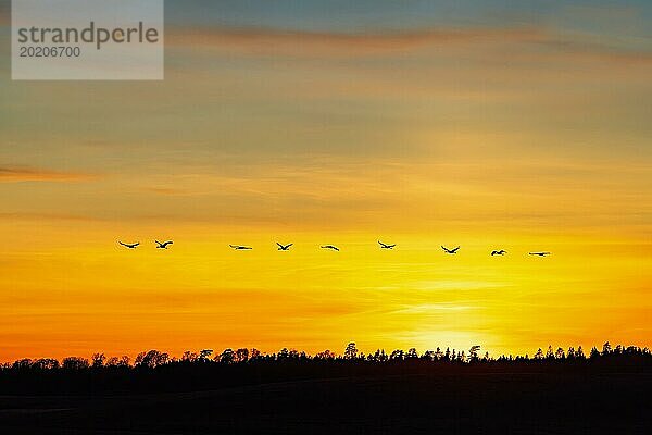 Schwarm von Kranichen fliegen über ein Waldgebiet in Silhouetten bei einem bunten Sonnenuntergang