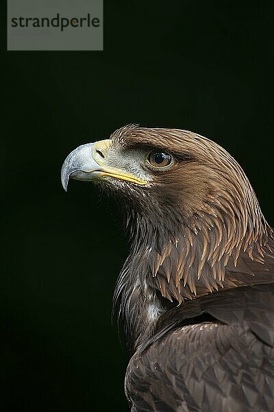 Steinadler (Aquila chrysaetos) erwachsener Vogel Kopf Portrait  England  Großbritannien  Europa