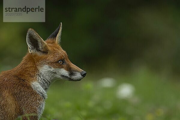 Rotfuchs (Vulpes vulpes) erwachsenes Tier Kopf Portrait  England  Großbritannien  Europa