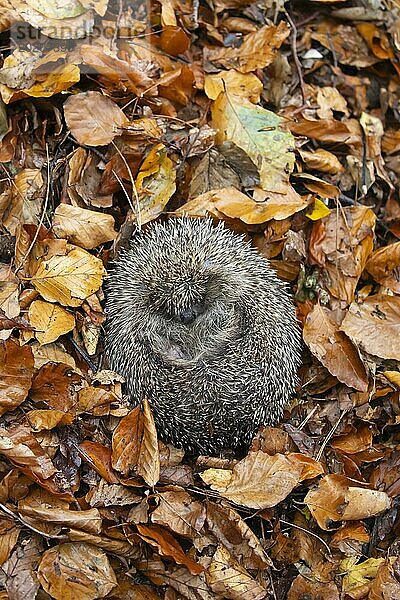 Braunbrustigel (Erinaceus europaeus)  erwachsenes Tier  zusammengerollt auf gefallenen Herbstblättern ruhend  England  Großbritannien  Europa