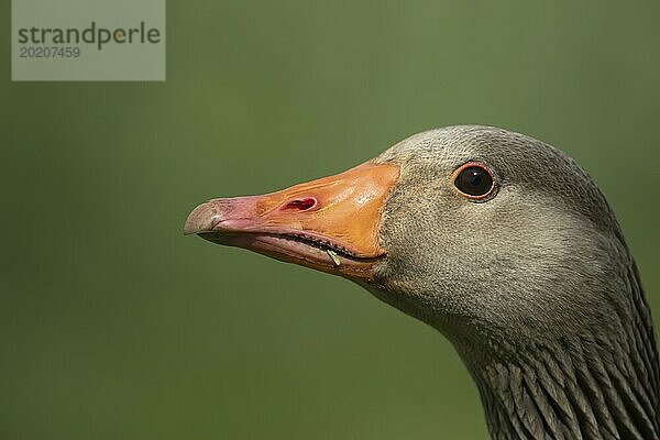 Graugans (Anser anser) erwachsener Vogel Kopf Portrait  England  Großbritannien  Europa