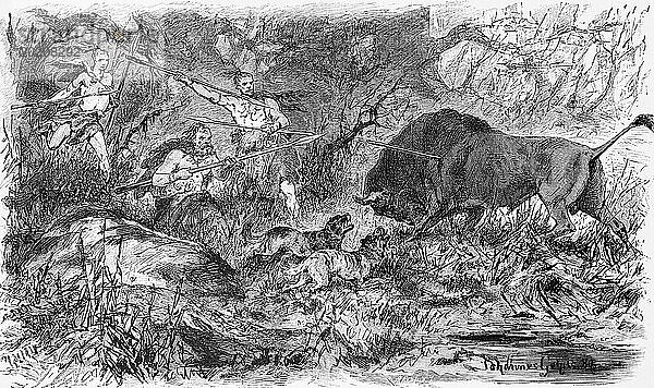 Auerochsen Jagd im Norden  Jagdhunde  Speere  Jäger  Wald  Deutschland  historische Illustration 1880  Europa