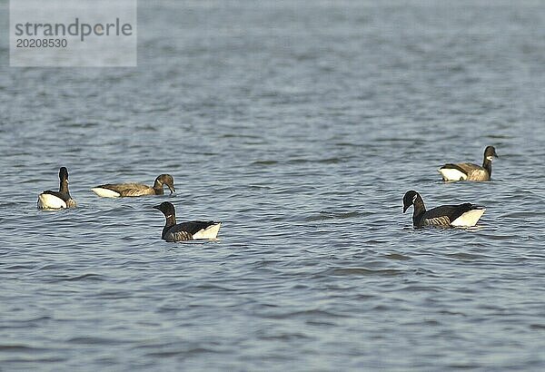 Eine Gruppe von Enten schwimmt friedlich auf dem ruhigen Wasser eines Sees  Bernaches