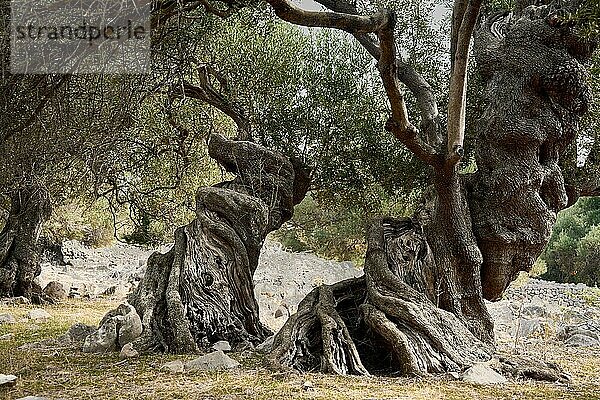 Alte  knorrige Olivenbäume in dem Olivenhain von Lun  Vrtovi Lunjskih Maslina  Wildolive (Olea Oleaster linea)  Olivengarten mit Jahrhunderte alten wilden Olivenbäumen  Naturreservat  Lun  Insel Pag  Kroatien  Europa
