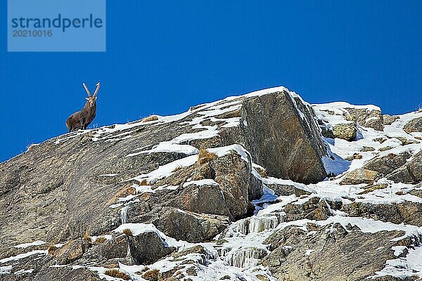 Männlicher Alpensteinbock (Capra ibex) mit großen Hörnern auf einem felsigen Bergkamm an einem Tag mit klarem blaün Himmel im Winter in den europäischen Alpen
