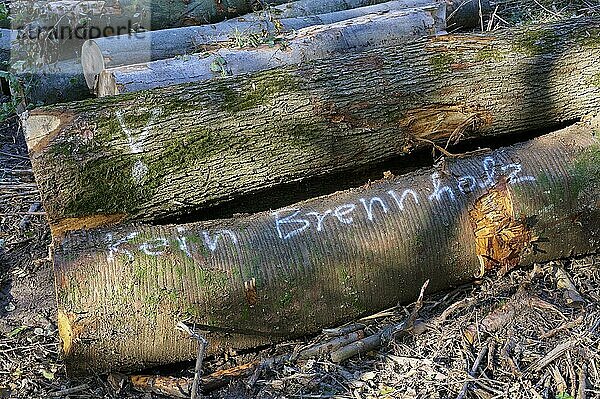 Gegen Holzdiebstahl  Schriftzug ?kein Brennholz? auf Baumstämmen im Wald  Schwerte  Nordrhein-Westfalen  Deutschland  Europa