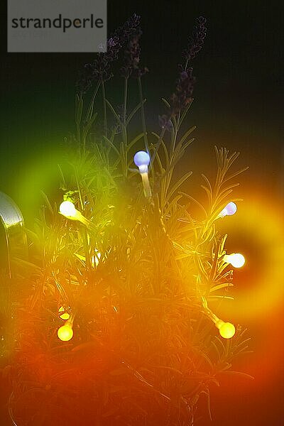 Lavendel (Lavandula)  mit Lichterkette und Bokeh  Nordrhein-Westfalen  Deutschland  Europa